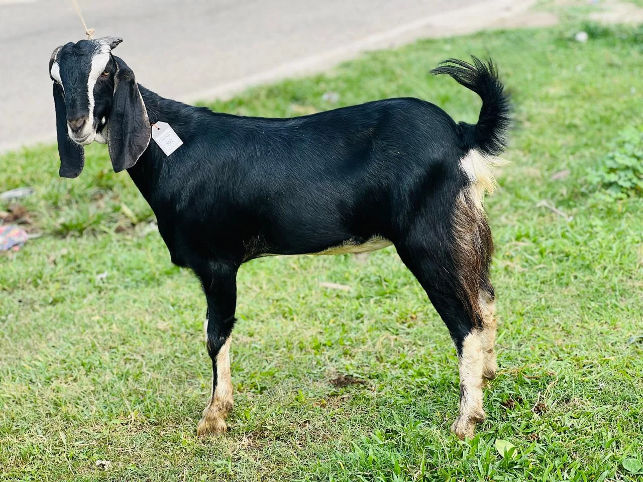 দেশী  ছাগল (30.1KG)